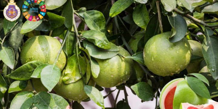 Develop quality safe grapefruit production standards with a low-cost smartagriculture system: Tub Tim Siam Pomelo