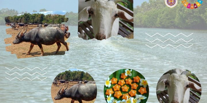U2T Pho Thong ( Pho Thong Subdistrict Tha Sala District Nakhon Si Thammarat Province)