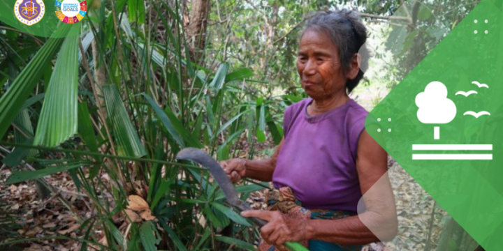 Fan Palm: The Reservation and Restoration of Native Plants for Sustainability